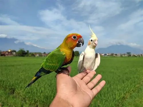 Vai Conures un Cockatiels sader? Fakti & Triki