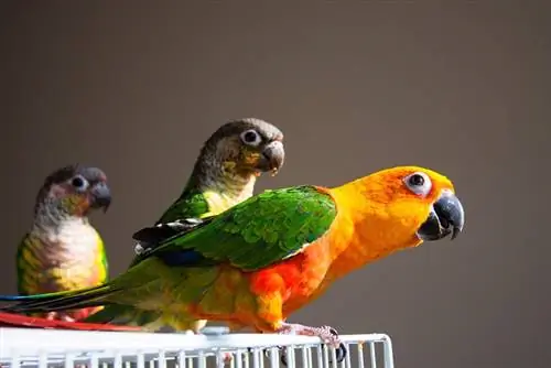 conure madarak a ketrecben