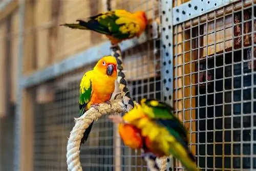 Podratçılardan Bağlı DIY Aviary