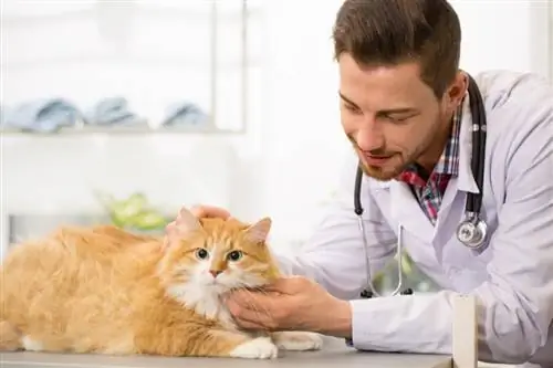 examen du chat au gingembre par le vétérinaire