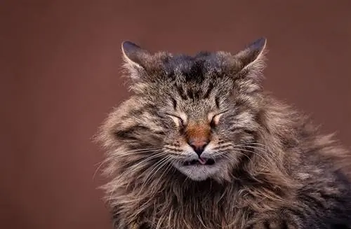 Hắt hơi giống mèo maine coon trên nền nâu