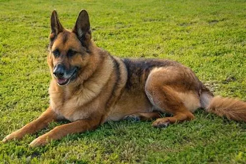 perro pastor aleman con sobrepeso