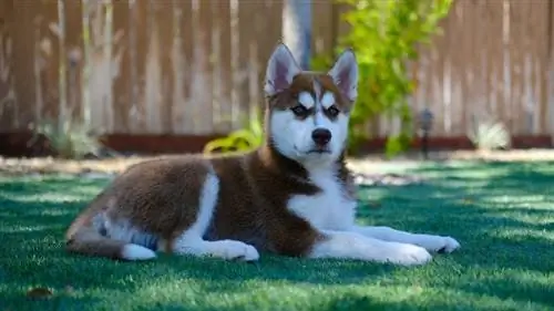 siberische husky die op gras ligt