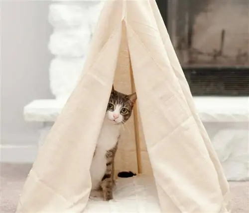 pet teepee bed