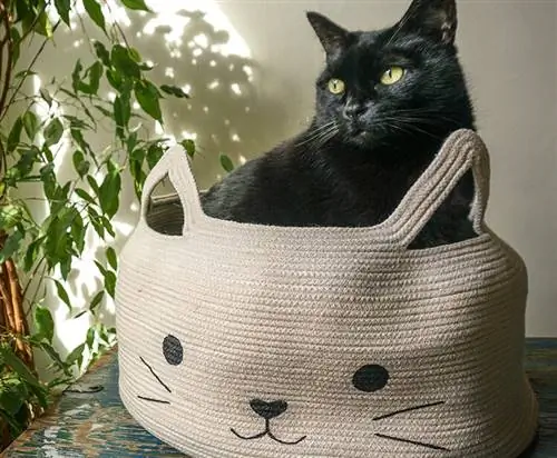 Panier pour chat en corde