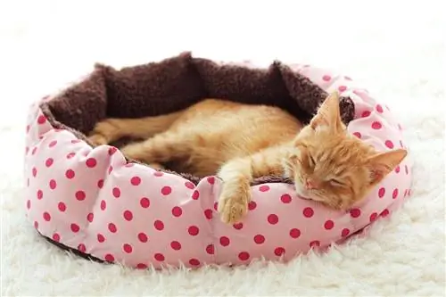 20 DIY Cat Bed Plans You Can Make Today (Nrog duab)