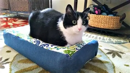 DIY cat bed