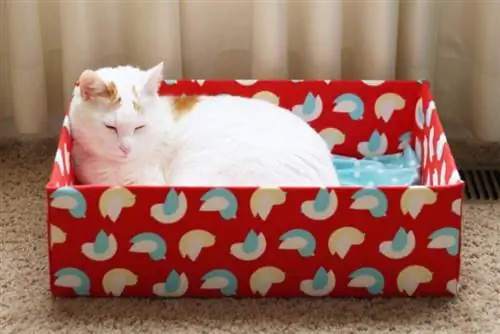 DIY cat bed