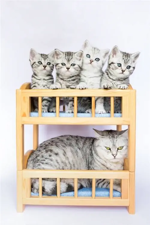 5 Pelan DIY Katil 2 Tingkat Kucing Yang Anda Boleh Buat Hari Ini (dengan Gambar)