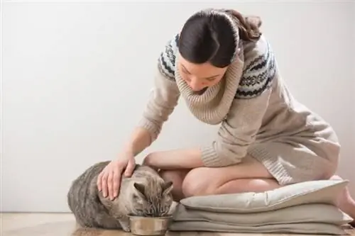 proprietario di un gatto che dà da mangiare al suo gatto domestico