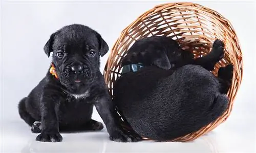 cachorros cane corso negros