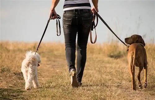 Persona che passeggia con il cane