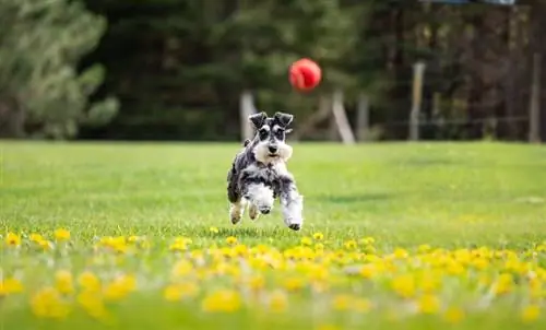 Salz und Pfeffer Mini-Schnauzer-Welpe jagt roten Ball