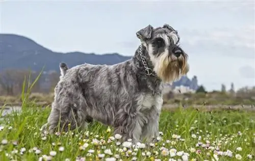 S alt og peber miniature Schnauzer