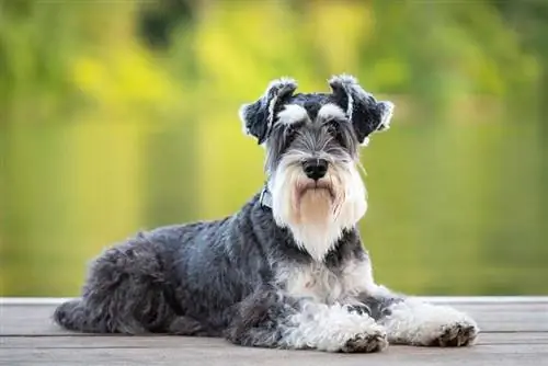 S alt and Pepper Miniature Schnauzer: Facts, Origin & History (with Pictures)