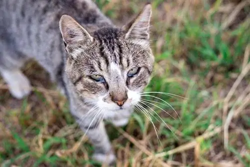 Cat Eye Discharge : Comprendre ce qui est normal (réponse vétérinaire)