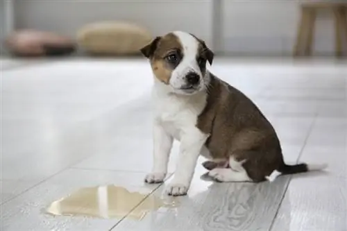 Hund som tisser mye: Når du skal bekymre deg & Hva du skal gjøre (veterinærens svar)