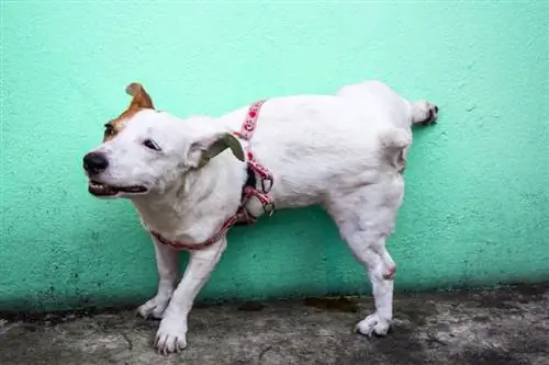 hund som tisser på betong