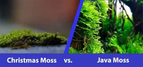 Christmas Moss vs Java Moss: Főbb különbségek (képekkel)