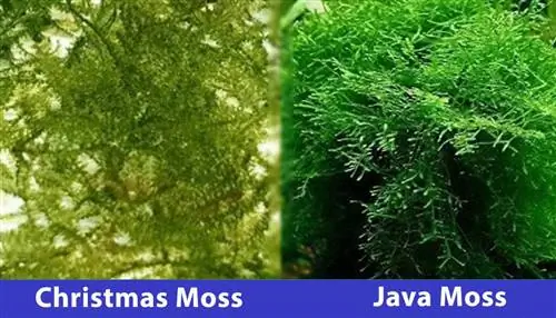 christmas moss vs java moss perbandingan