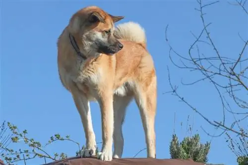 akita vigilant