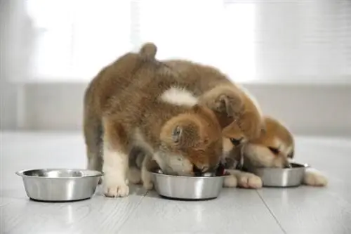 akita inu tuta kumakain sa loob ng bahay