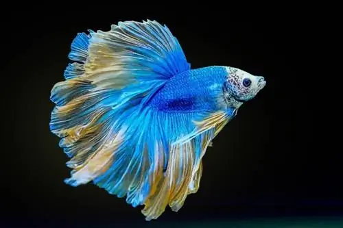 betta splendens