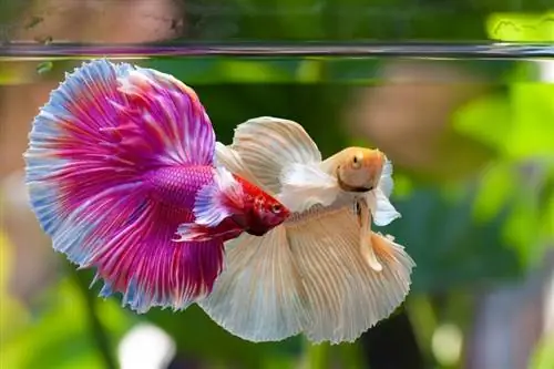 betta splendens en el fondo de la naturaleza