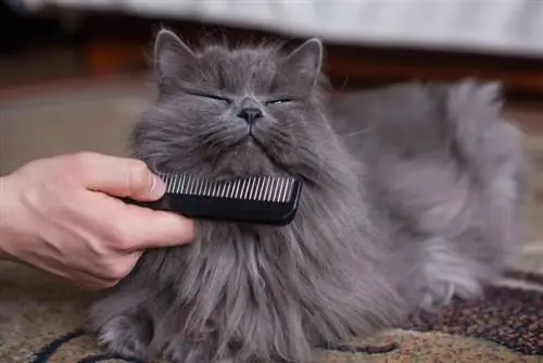 Gato gris de pelo largo siendo peinado humano feliz