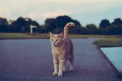 Bakit Napaka Independent ng Mga Pusa? 6 Malamang na Dahilan