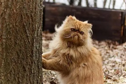 gatto tabby persiano fuori con zampe sull'albero