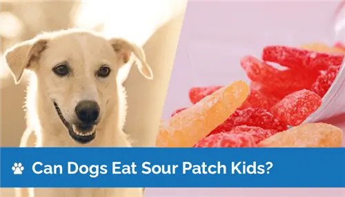 Les chiens peuvent-ils manger Sour Patch Kids ? (Faits nutritionnels révisés par le vétérinaire)