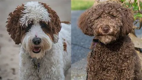 Australian Mini Goldendoodle: Billeder, plejevejledning & Træk