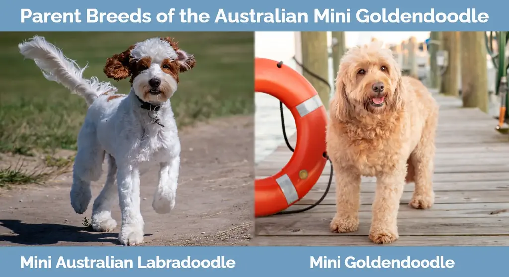 Racat mëmë të Mini Goldendoodle Australian