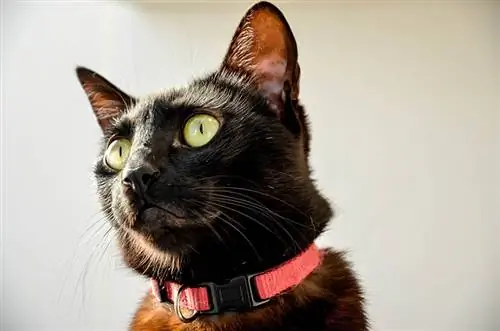 schwarze Katze mit abreißbarem Halsband