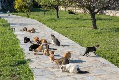 Er katte flokdyr? Feline social struktur forklaret