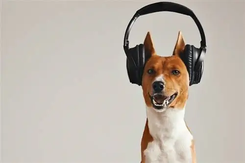 Usměvavý hnědobílý pes basenji poslouchající music_bublikhaus_shutterstock