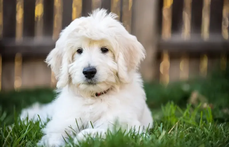 Engelse goldendoodle hondjie wat op die gras lê