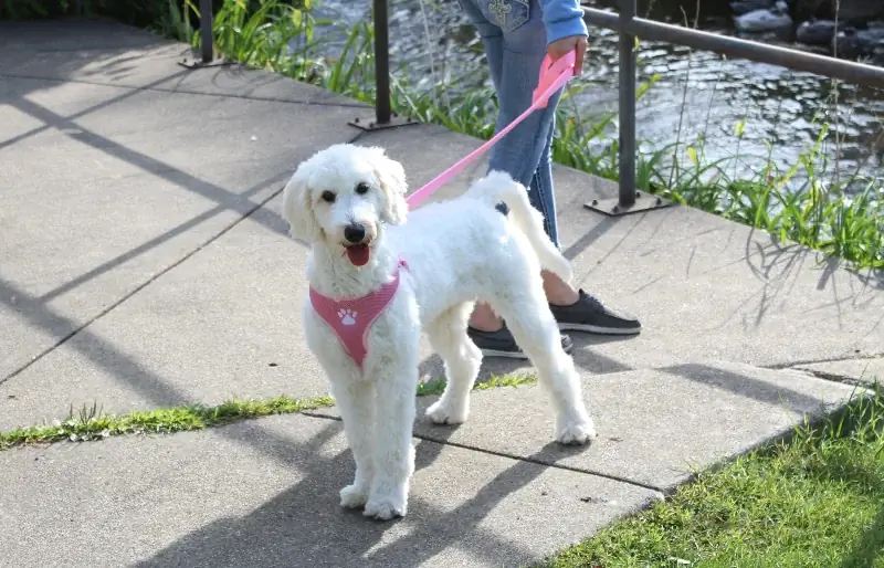 crema inglese goldendoodle al guinzaglio all'aperto