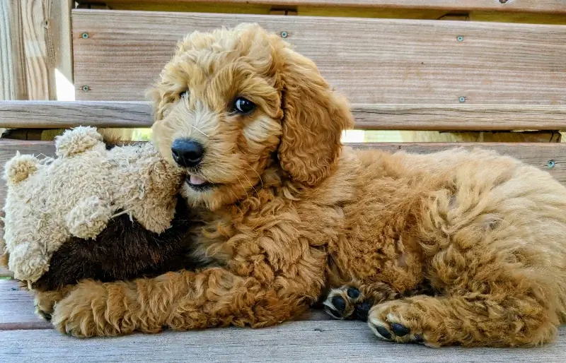 cachorrinho goldendoodle inglês mastigando um brinquedo