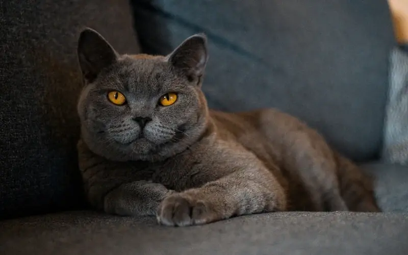 gato britânico de pelo curto