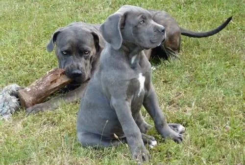 niebieskie psy cane corso na trawie