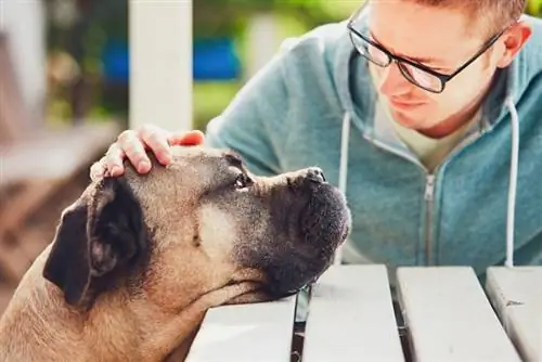 cane corson omistaja tarkastamassa lemmikkiään