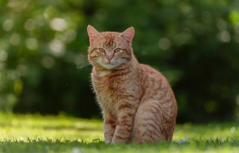 açık havada çimenlerin üzerinde oturan turuncu tekir kedi