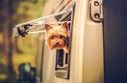 yorkshire terrier camping în rv