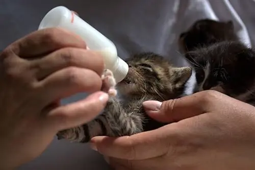 donner le biberon à un chaton tigré