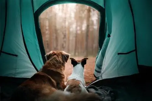 dos gossos a la tenda