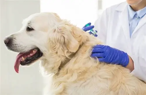 perro recibiendo una vacuna