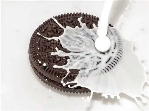 oreo ኩኪ ከወተት ጋር