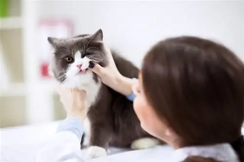 Veterinário examinando os dentes de um gato persa